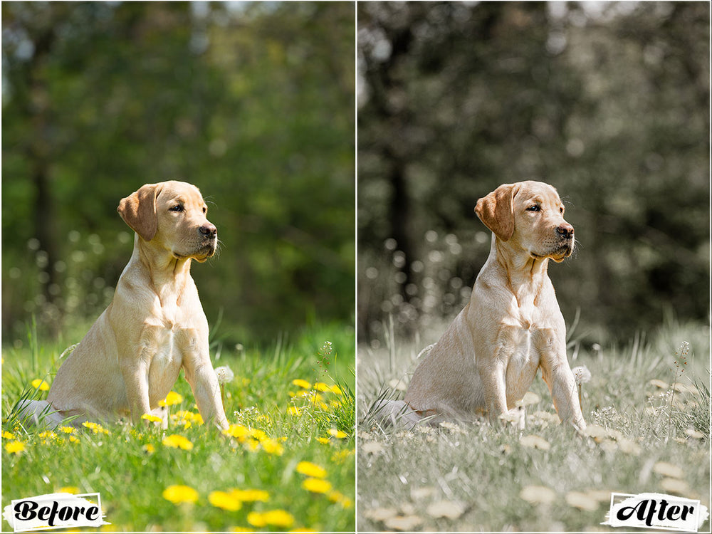 best dog video luts' 'dog video LUTs' 'lightroom' 'adobe lightroom' 'lightroom presets' 'presets' 'free lightroom presets' 'lightroom presets free' 'presets for lightroom' 'free presets' 'best lightroom presets' 'free lightroom mobile presets' 'Free Desktop Lightroom Presets' 'photo presets' lightroom mobile presets 'best lightroom presets free' 'lightroom presets free download' 'LR Presets' 'Wedding Photography Presets' 'Lightroom Instagram presets' 'Video LUTs'