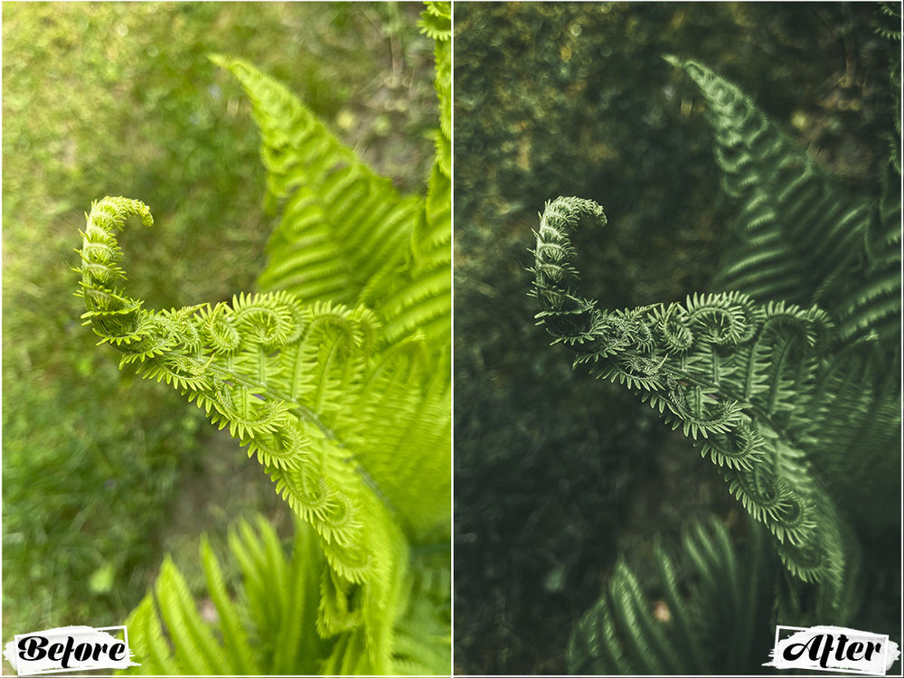 Moody Dark Green Video LUTs' 'moody presets' 'lightroom' 'adobe lightroom' 'lightroom presets' 'presets' 'free lightroom presets' 'lightroom presets free' 'presets for lightroom' 'free presets' 'best lightroom presets' 'free lightroom mobile presets' 'Free Desktop Lightroom Presets' 'photo presets' lightroom mobile presets 'best lightroom presets free' 'lightroom presets free download' 'LR Presets' 'Wedding Photography Presets' 'Lightroom Instagram presets' 'Video LUTs'