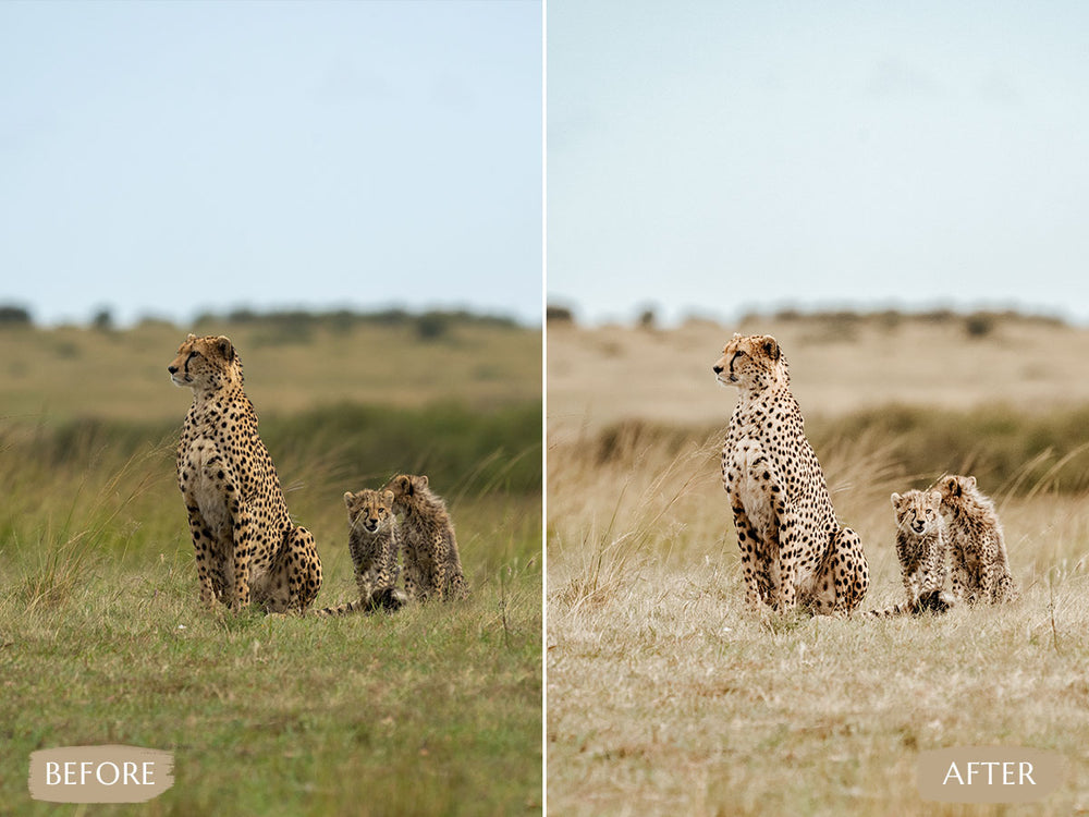 Safari Video LUTs' safari luts' safari luts free' 'landscape presets'lightroom' 'adobe lightroom' 'lightroom presets' 'presets' 'free lightroom presets' 'lightroom presets free' 'presets for lightroom' 'free presets' 'best lightroom presets' 'free lightroom mobile presets' 'Free Desktop Lightroom Presets' 'photo presets' lightroom mobile presets 'best lightroom presets free' 'lightroom presets free download' 'LR Presets'