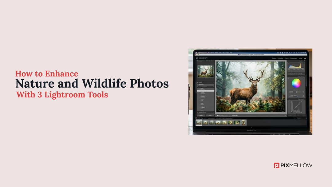 How to Enhance Nature and Wildlife Photos With 3 Lightroom Tools