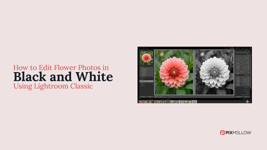 How to Edit Flower Photos in Black and White Using Lightroom Classic