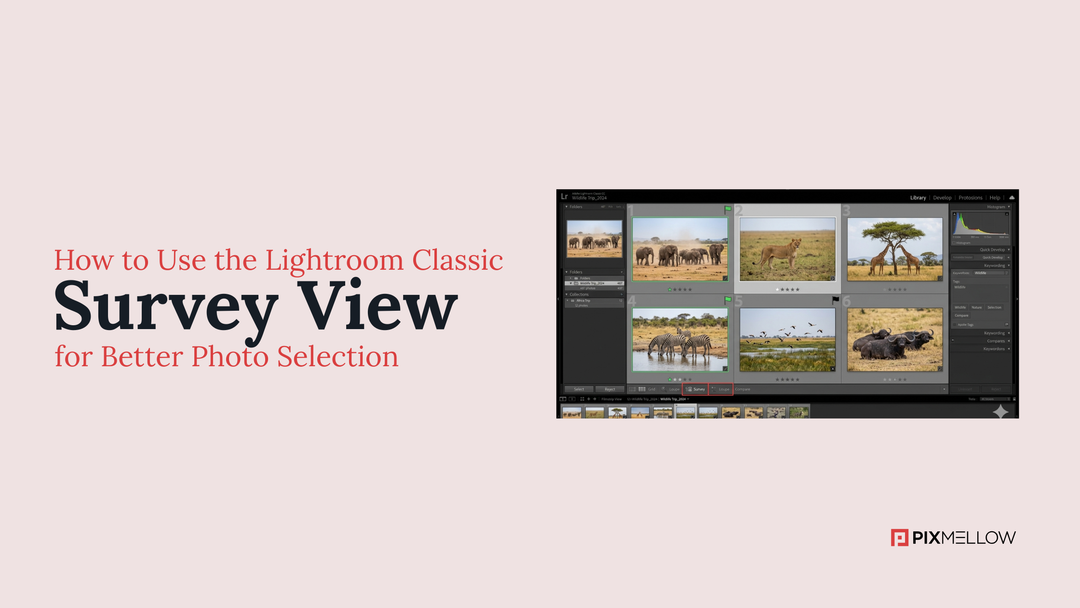 How to Use the Lightroom Classic Survey View for Better Photo Selection