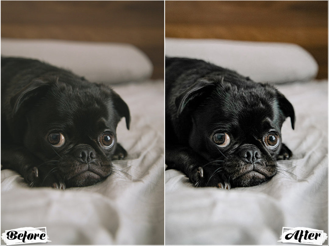 Black Dogs Lightroom Presets for Mobile and Desktop