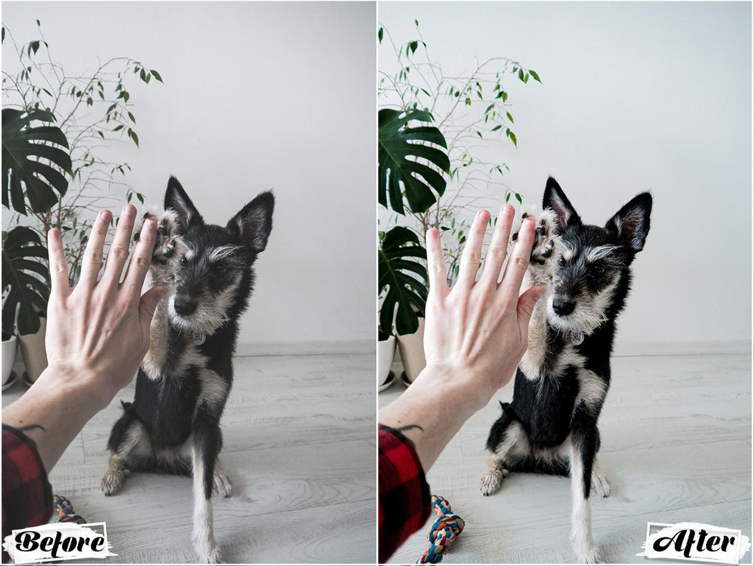 Black Dogs Lightroom Presets for Mobile and Desktop