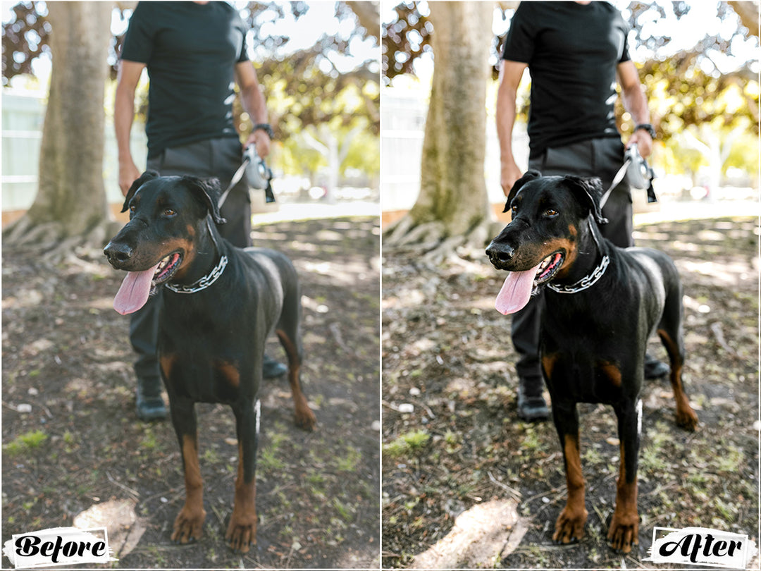 Black Dogs Lightroom Presets for Mobile and Desktop