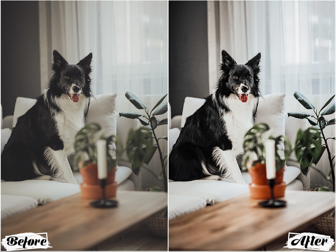 Black Dogs Lightroom Presets for Mobile and Desktop