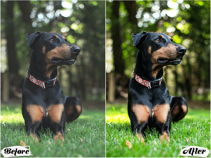 Black Dogs Lightroom Presets for Mobile and Desktop