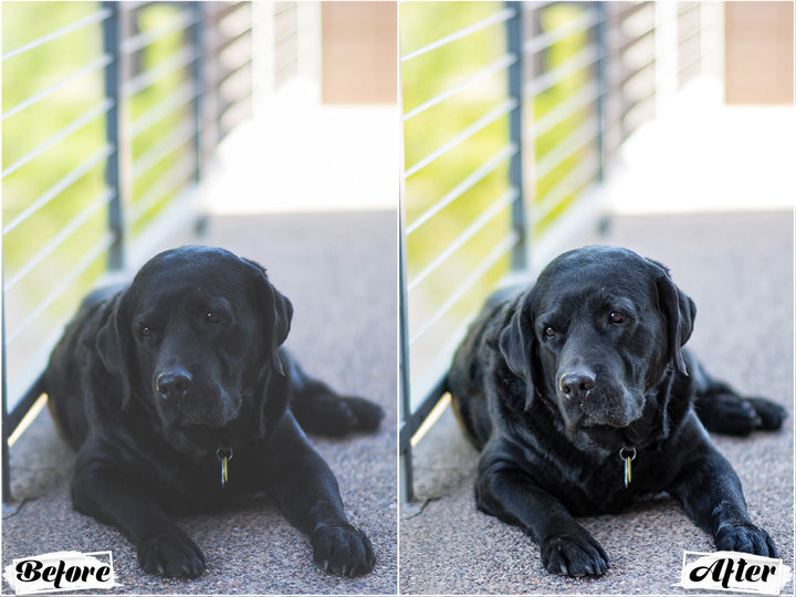 Black Dogs Lightroom Presets for Mobile and Desktop