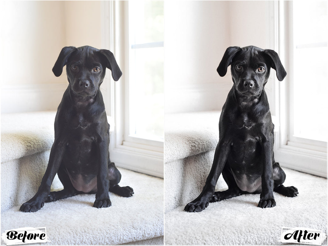 Black Dogs Lightroom Presets for Mobile and Desktop