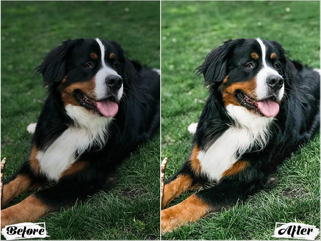 Black Dogs Lightroom Presets for Mobile and Desktop