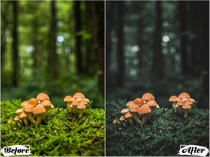 Dark Woods Video LUTs | Pixmellow