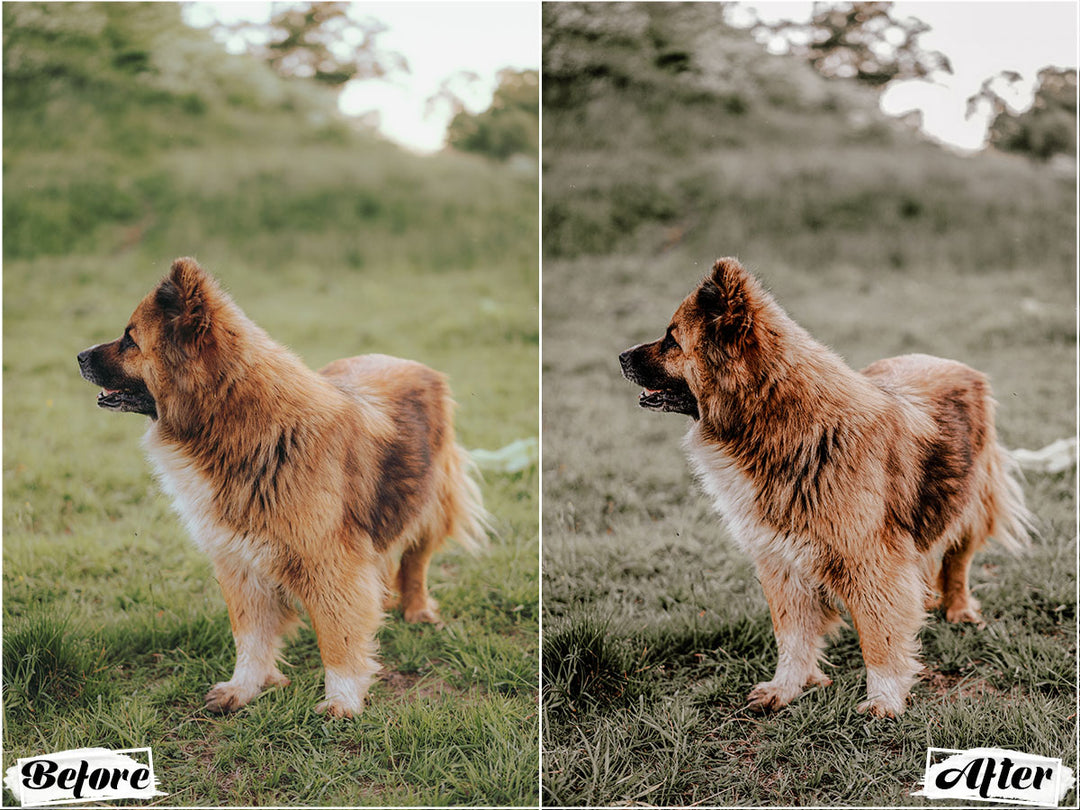 Free Dog Presets Lightroom Mobile' 'dog Lightroom Presets' 'lightroom' 'adobe lightroom' 'lightroom presets' 'presets' 'free lightroom presets' 'lightroom presets free' 'presets for lightroom' 'free presets' 'best lightroom presets' 'free lightroom mobile presets' 'Free Desktop Lightroom Presets' 'photo presets' lightroom mobile presets 'best lightroom presets free' 'lightroom presets free download' 'LR Presets' 'Wedding Photography Presets' 'Lightroom Instagram presets' 'Video LUTs'