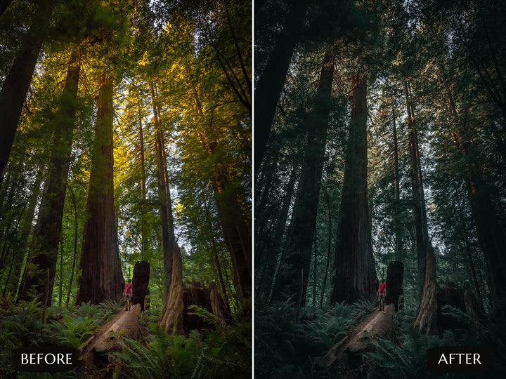 Moody Forest Lightroom Presets' moody forest lightroom' instagram LUTs' landscape presets'lightroom' 'adobe lightroom' 'lightroom presets' 'presets' 'free lightroom presets' 'lightroom presets free' 'presets for lightroom' 'free presets' 'best lightroom presets' 'free lightroom mobile presets' 'Free Desktop Lightroom Presets' 'photo presets' lightroom mobile presets 'best lightroom presets free' 'lightroom presets free download' 'LR Presets' 'Wedding Photography Presets'
