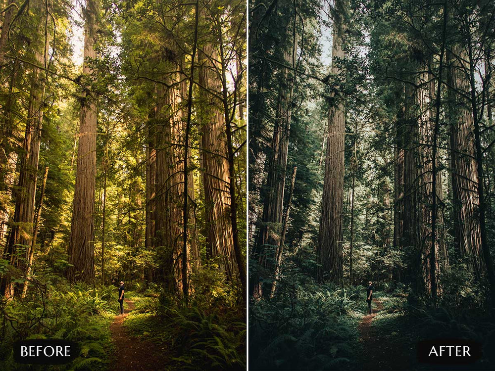 Moody Forest Lightroom Presets' moody forest lightroom' instagram LUTs' landscape presets'lightroom' 'adobe lightroom' 'lightroom presets' 'presets' 'free lightroom presets' 'lightroom presets free' 'presets for lightroom' 'free presets' 'best lightroom presets' 'free lightroom mobile presets' 'Free Desktop Lightroom Presets' 'photo presets' lightroom mobile presets 'best lightroom presets free' 'lightroom presets free download' 'LR Presets' 'Wedding Photography Presets'