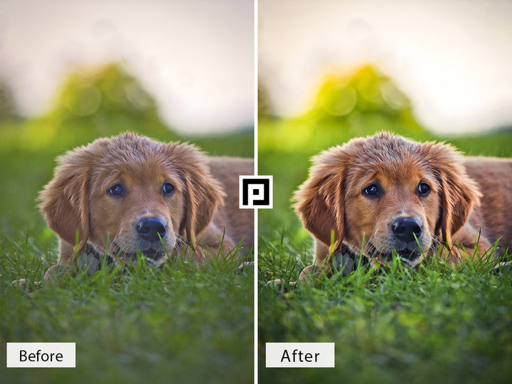 Pets Video LUTs | Pixmellow