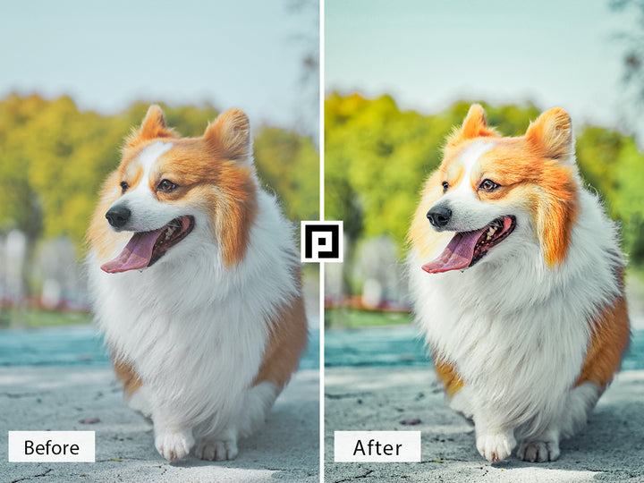 Pets Video LUTs | Pixmellow