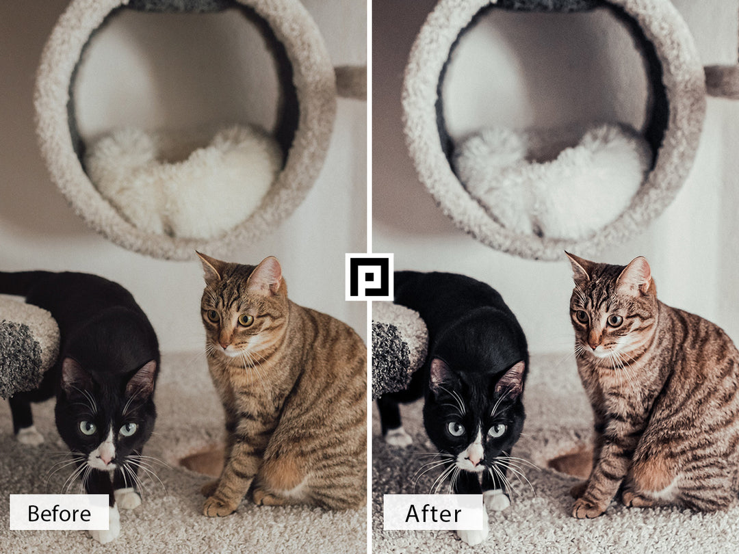 Pets Video LUTs | Pixmellow