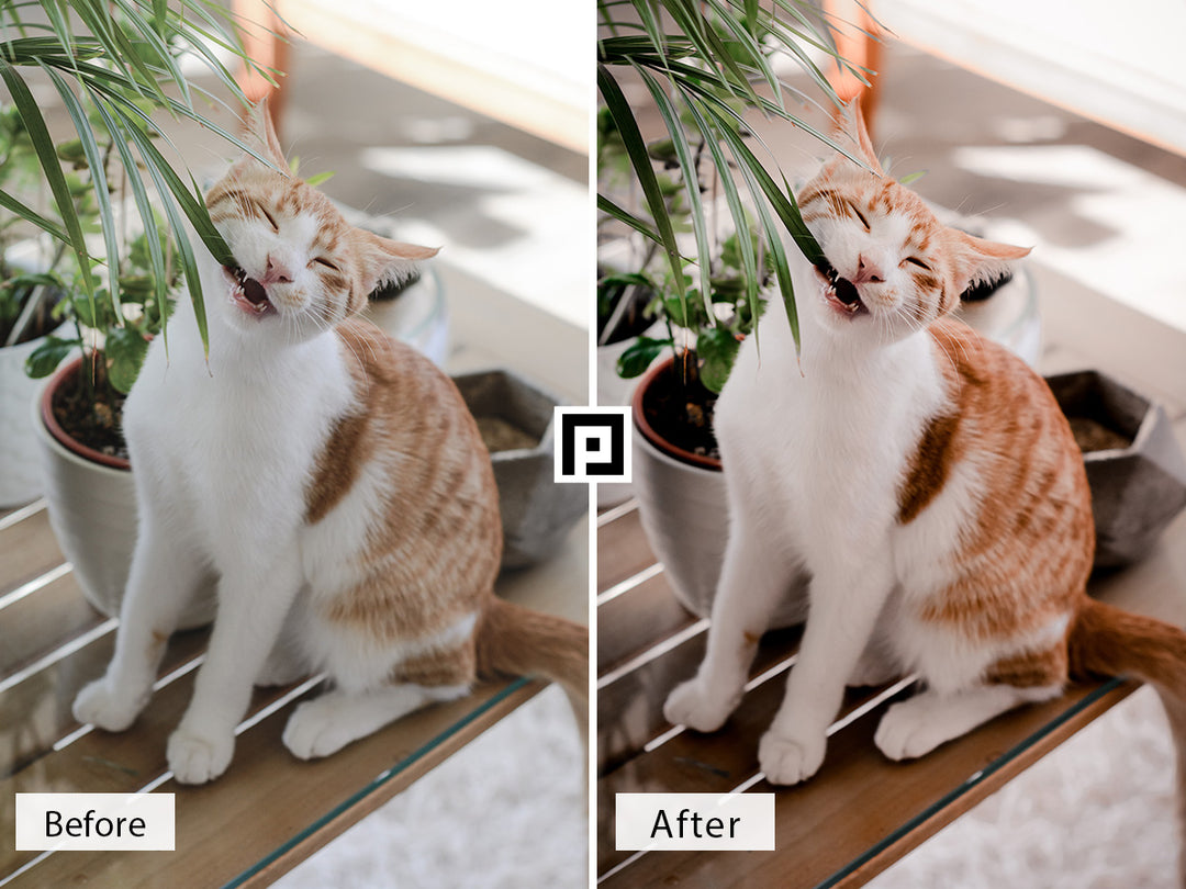 Pets Video LUTs | Pixmellow