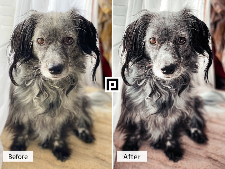 Pets Video LUTs | Pixmellow