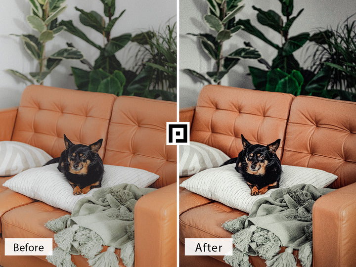 Pets Lightroom Presets For Mobile and Desktop