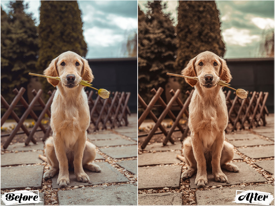 Rustic Dog Video LUTs | Pixmellow