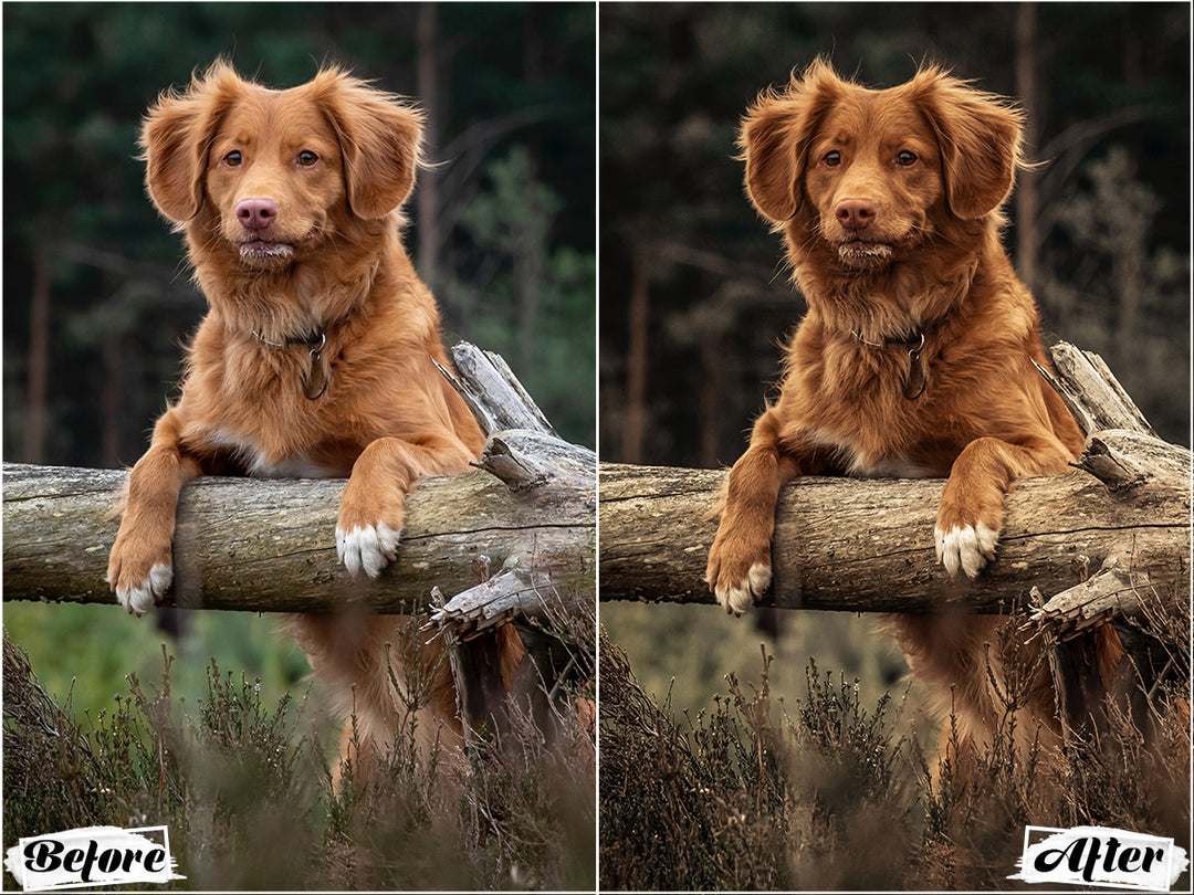 Rustic Dog Video LUTs | Pixmellow