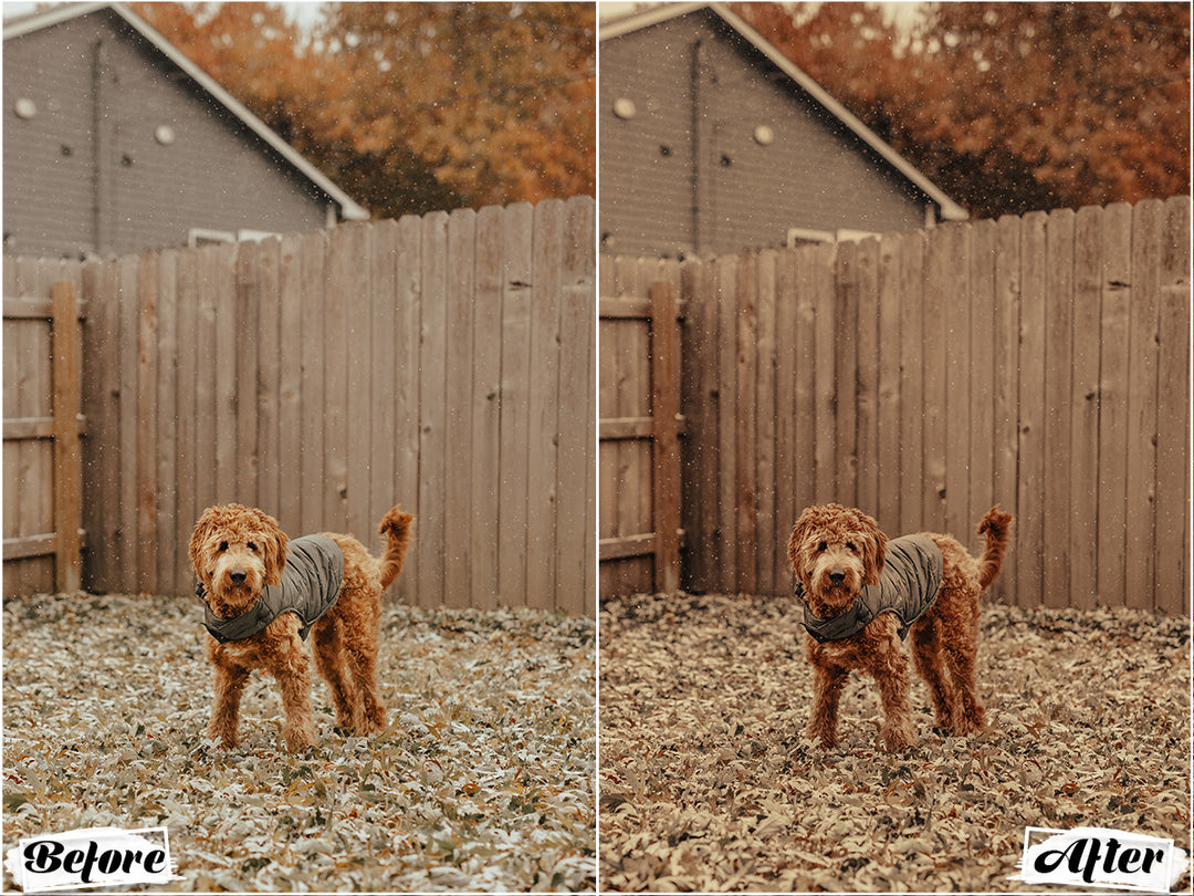 Rustic Dog Video LUTs | Pixmellow