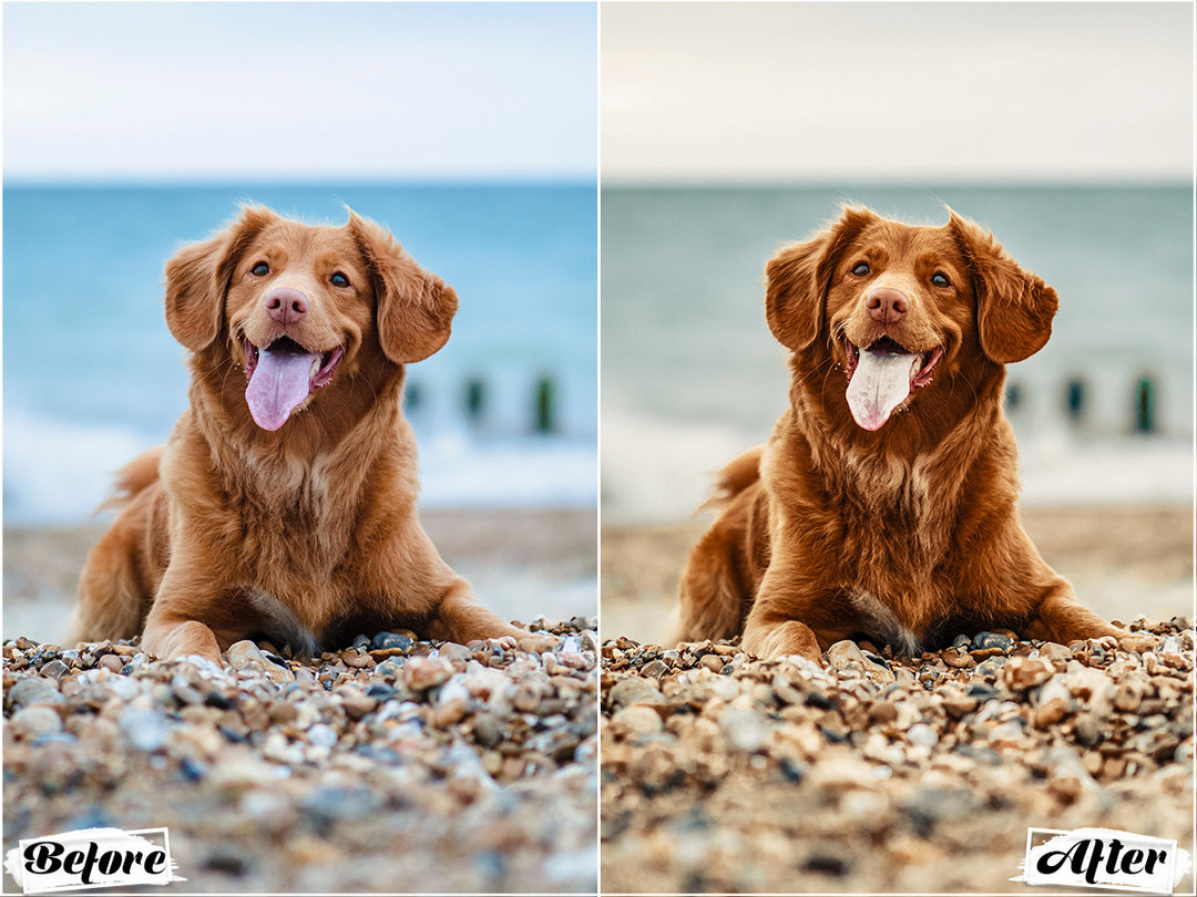 Rustic Dog Video LUTs | Pixmellow