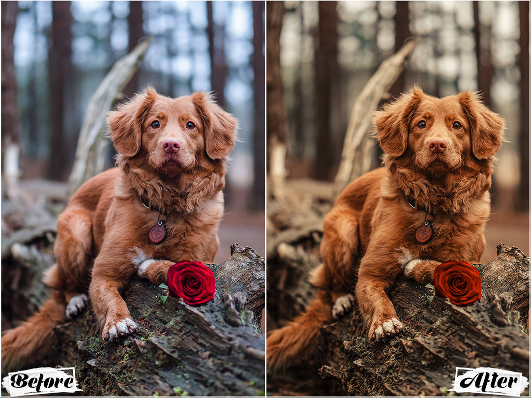 Rustic Dog Video LUTs | Pixmellow