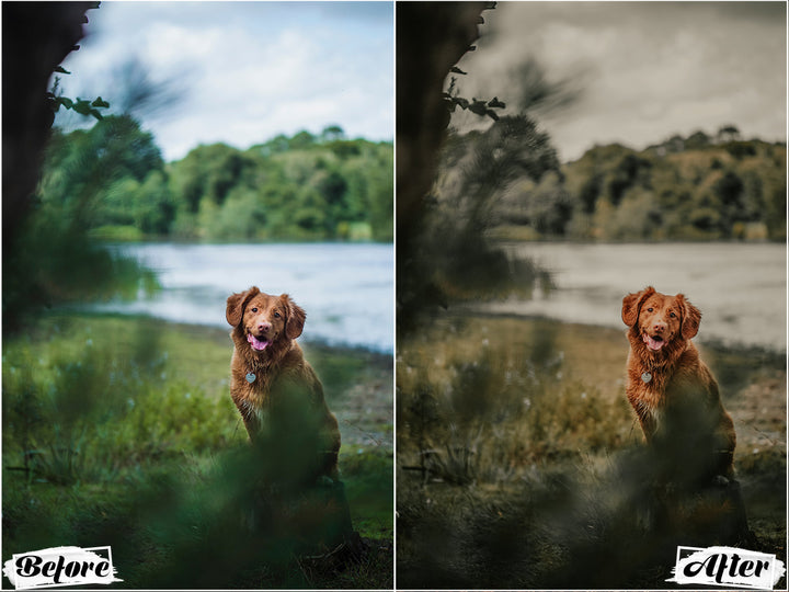 Rustic Dog Video LUTs | Pixmellow