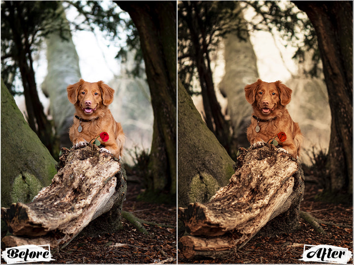 Rustic Dog Lightroom Presets For Mobile and Desktop