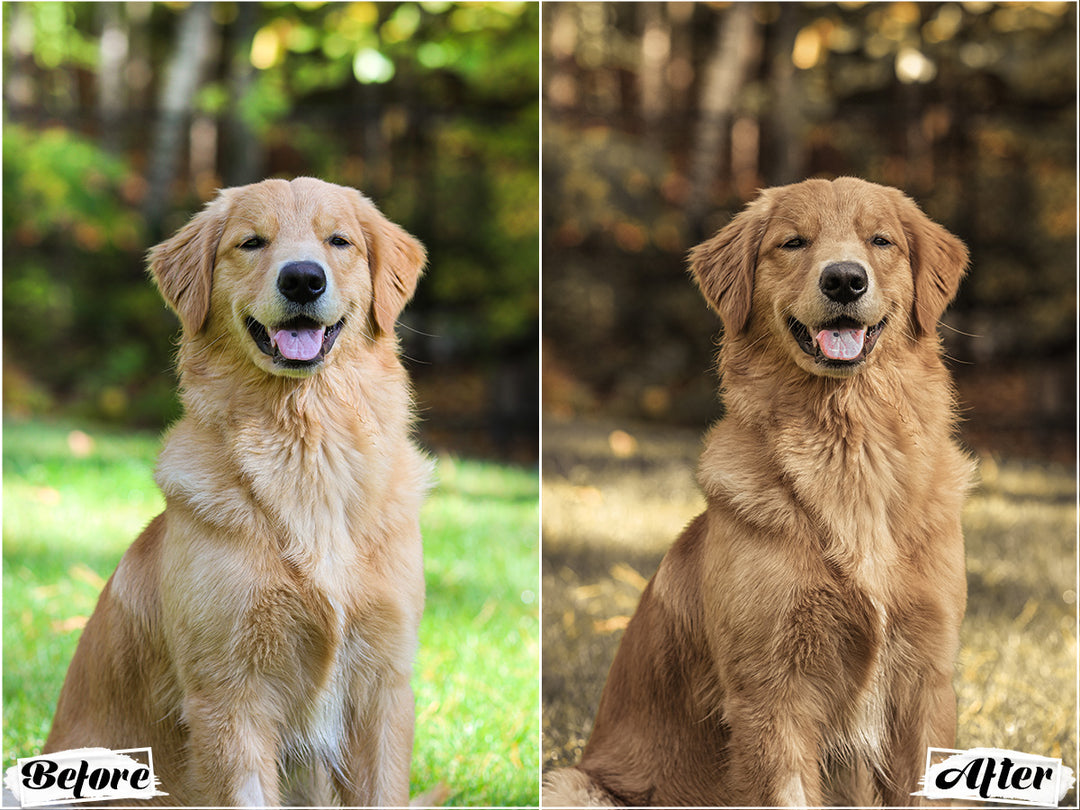 Rustic Dog Video LUTs | Pixmellow