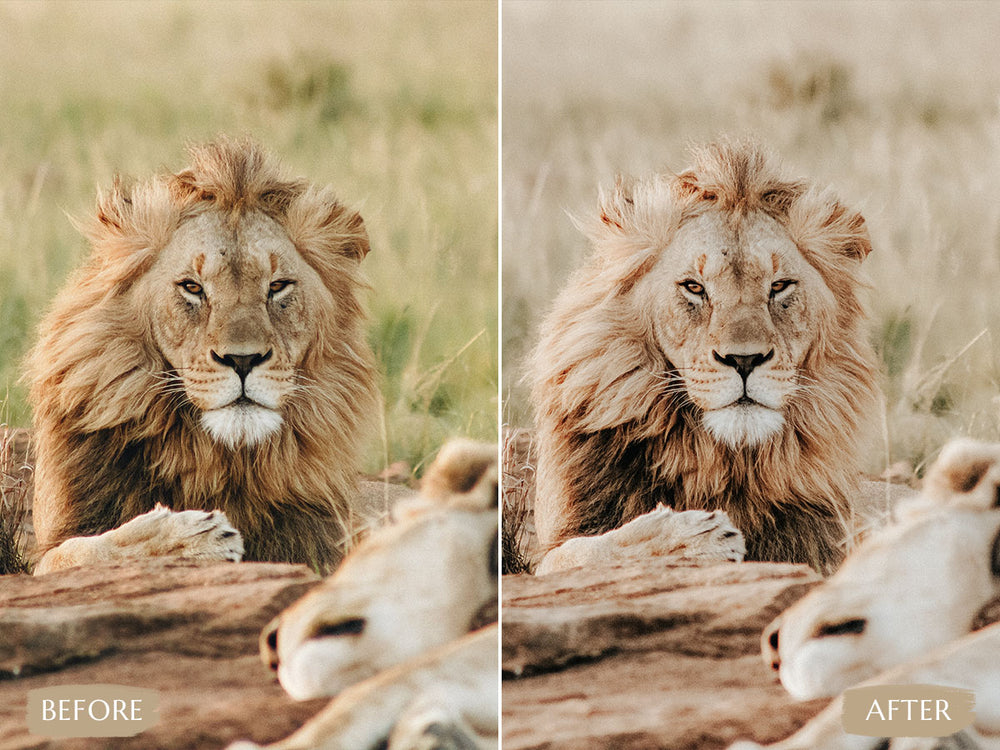 Safari Lightroom Presets' safari presets' lightroom safari presets' 'landscape presets'lightroom' 'adobe lightroom' 'lightroom presets' 'presets' 'free lightroom presets' 'lightroom presets free' 'presets for lightroom' 'free presets' 'best lightroom presets' 'free lightroom mobile presets' 'Free Desktop Lightroom Presets' 'photo presets' lightroom mobile presets 'best lightroom presets free' 'lightroom presets free download' 'LR Presets'