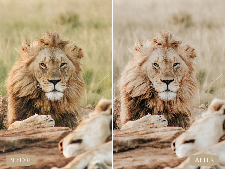 Safari Lightroom Presets' safari presets' lightroom safari presets' 'landscape presets'lightroom' 'adobe lightroom' 'lightroom presets' 'presets' 'free lightroom presets' 'lightroom presets free' 'presets for lightroom' 'free presets' 'best lightroom presets' 'free lightroom mobile presets' 'Free Desktop Lightroom Presets' 'photo presets' lightroom mobile presets 'best lightroom presets free' 'lightroom presets free download' 'LR Presets'