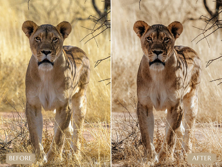 Safari Lightroom Presets' safari presets' lightroom safari presets' 'landscape presets'lightroom' 'adobe lightroom' 'lightroom presets' 'presets' 'free lightroom presets' 'lightroom presets free' 'presets for lightroom' 'free presets' 'best lightroom presets' 'free lightroom mobile presets' 'Free Desktop Lightroom Presets' 'photo presets' lightroom mobile presets 'best lightroom presets free' 'lightroom presets free download' 'LR Presets' 