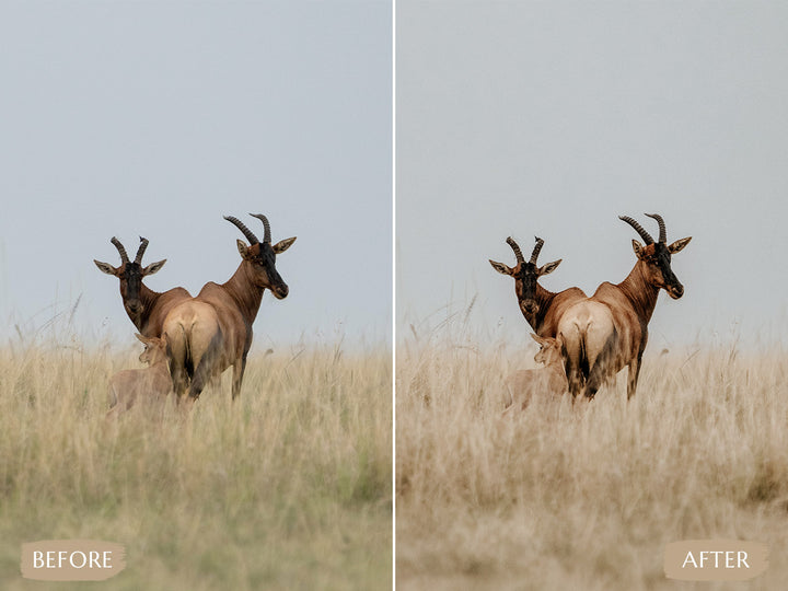 Safari Lightroom Presets' safari presets' lightroom safari presets' 'landscape presets'lightroom' 'adobe lightroom' 'lightroom presets' 'presets' 'free lightroom presets' 'lightroom presets free' 'presets for lightroom' 'free presets' 'best lightroom presets' 'free lightroom mobile presets' 'Free Desktop Lightroom Presets' 'photo presets' lightroom mobile presets 'best lightroom presets free' 'lightroom presets free download' 'LR Presets' 