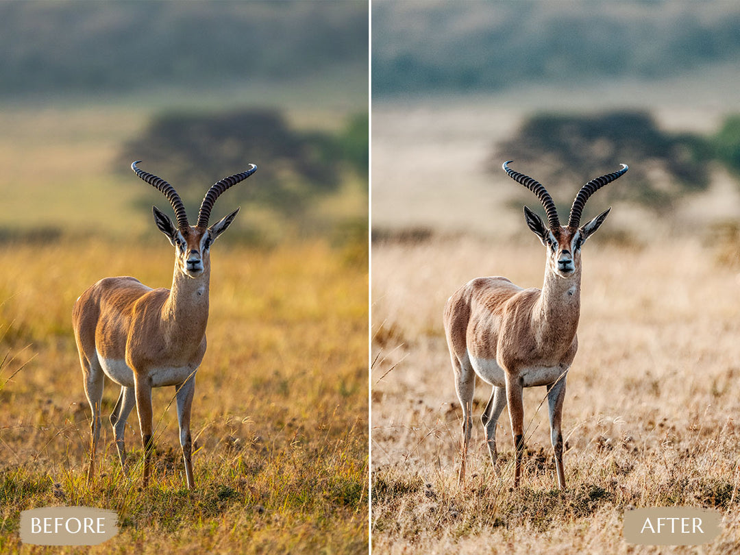 Safari Lightroom Presets' safari presets' lightroom safari presets' 'landscape presets'lightroom' 'adobe lightroom' 'lightroom presets' 'presets' 'free lightroom presets' 'lightroom presets free' 'presets for lightroom' 'free presets' 'best lightroom presets' 'free lightroom mobile presets' 'Free Desktop Lightroom Presets' 'photo presets' lightroom mobile presets 'best lightroom presets free' 'lightroom presets free download' 'LR Presets' 