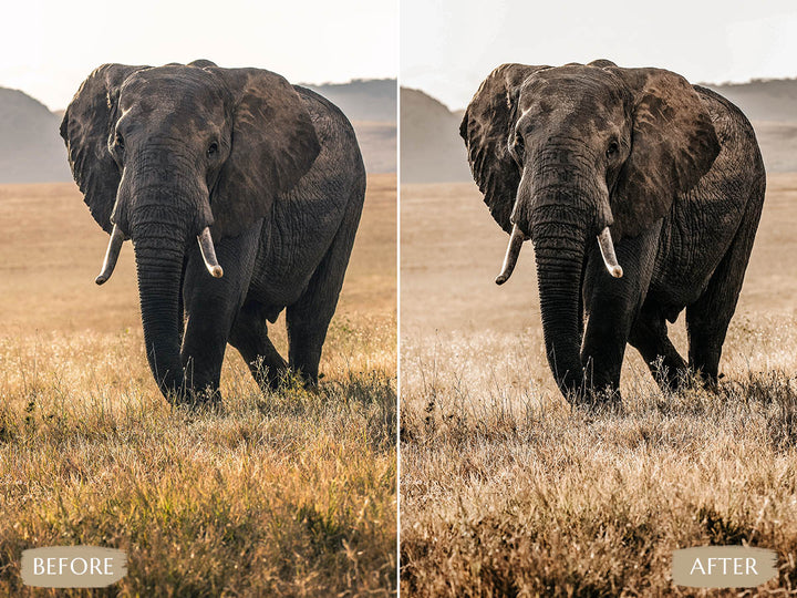 Safari Lightroom Presets' safari presets' lightroom safari presets' 'landscape presets'lightroom' 'adobe lightroom' 'lightroom presets' 'presets' 'free lightroom presets' 'lightroom presets free' 'presets for lightroom' 'free presets' 'best lightroom presets' 'free lightroom mobile presets' 'Free Desktop Lightroom Presets' 'photo presets' lightroom mobile presets 'best lightroom presets free' 'lightroom presets free download' 'LR Presets' 