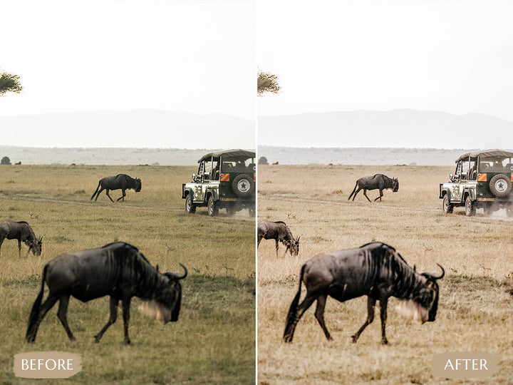 Safari Lightroom Presets' safari presets' lightroom safari presets' 'landscape presets'lightroom' 'adobe lightroom' 'lightroom presets' 'presets' 'free lightroom presets' 'lightroom presets free' 'presets for lightroom' 'free presets' 'best lightroom presets' 'free lightroom mobile presets' 'Free Desktop Lightroom Presets' 'photo presets' lightroom mobile presets 'best lightroom presets free' 'lightroom presets free download' 'LR Presets'