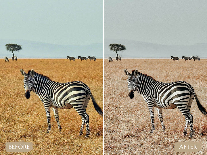 Safari Lightroom Presets' safari presets' lightroom safari presets' 'landscape presets'lightroom' 'adobe lightroom' 'lightroom presets' 'presets' 'free lightroom presets' 'lightroom presets free' 'presets for lightroom' 'free presets' 'best lightroom presets' 'free lightroom mobile presets' 'Free Desktop Lightroom Presets' 'photo presets' lightroom mobile presets 'best lightroom presets free' 'lightroom presets free download' 'LR Presets'