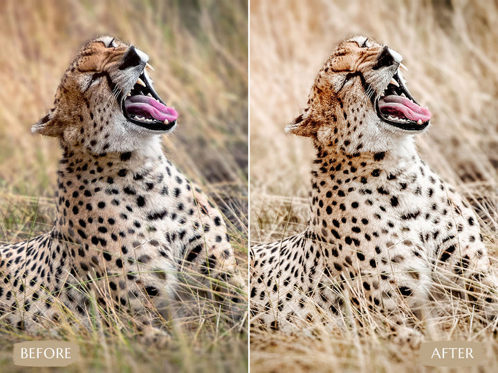 Safari Lightroom Presets' safari presets' lightroom safari presets' 'landscape presets'lightroom' 'adobe lightroom' 'lightroom presets' 'presets' 'free lightroom presets' 'lightroom presets free' 'presets for lightroom' 'free presets' 'best lightroom presets' 'free lightroom mobile presets' 'Free Desktop Lightroom Presets' 'photo presets' lightroom mobile presets 'best lightroom presets free' 'lightroom presets free download' 'LR Presets' 