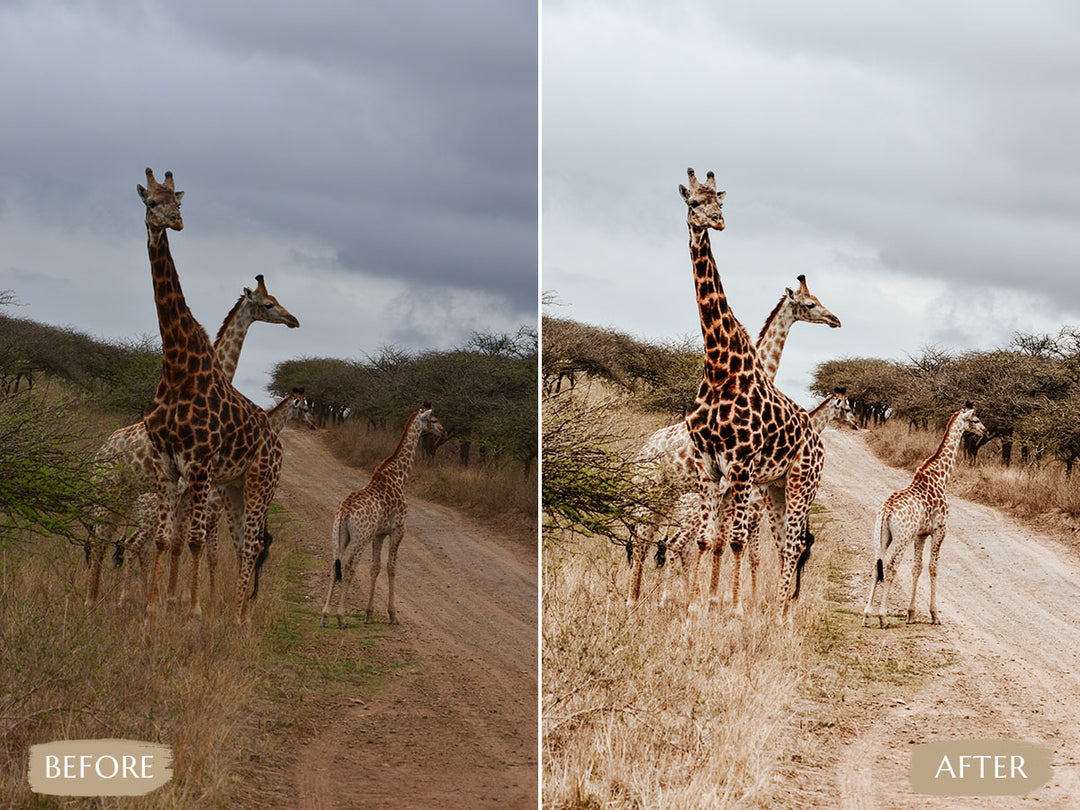 Safari Lightroom Presets' safari presets' lightroom safari presets' 'landscape presets'lightroom' 'adobe lightroom' 'lightroom presets' 'presets' 'free lightroom presets' 'lightroom presets free' 'presets for lightroom' 'free presets' 'best lightroom presets' 'free lightroom mobile presets' 'Free Desktop Lightroom Presets' 'photo presets' lightroom mobile presets 'best lightroom presets free' 'lightroom presets free download' 'LR Presets' 