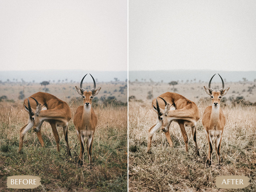 Safari Lightroom Presets' safari presets' lightroom safari presets' 'landscape presets'lightroom' 'adobe lightroom' 'lightroom presets' 'presets' 'free lightroom presets' 'lightroom presets free' 'presets for lightroom' 'free presets' 'best lightroom presets' 'free lightroom mobile presets' 'Free Desktop Lightroom Presets' 'photo presets' lightroom mobile presets 'best lightroom presets free' 'lightroom presets free download' 'LR Presets'