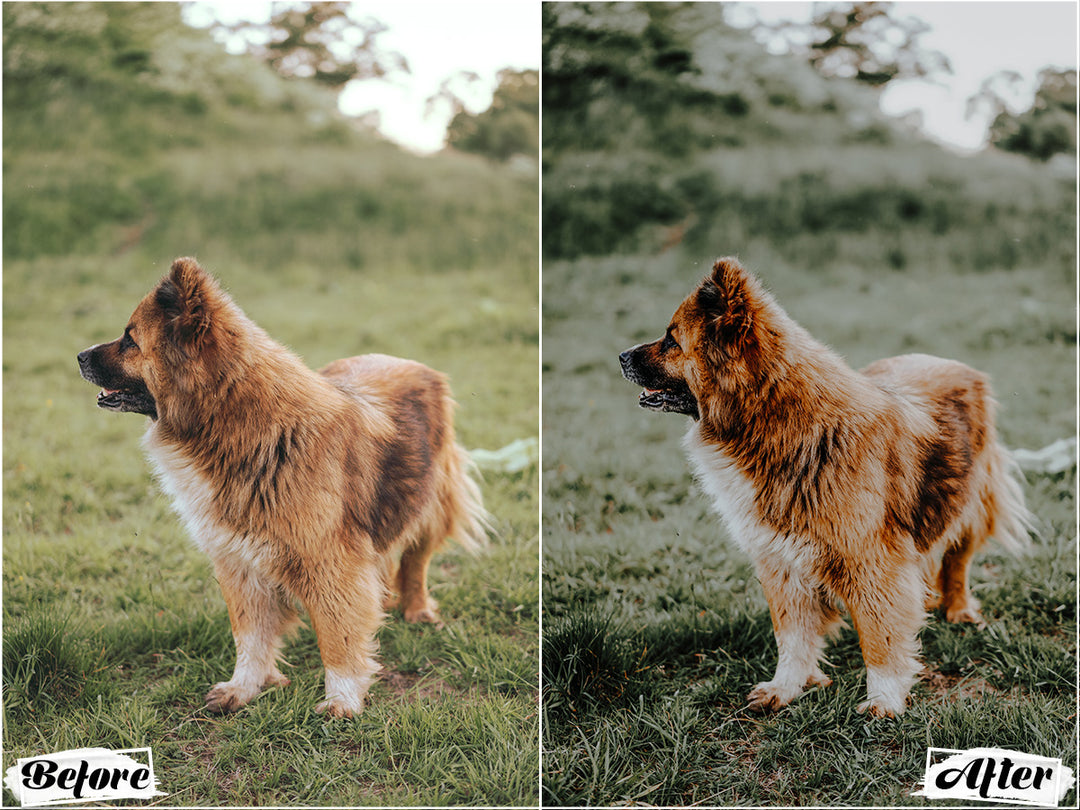 Woof Video LUTs